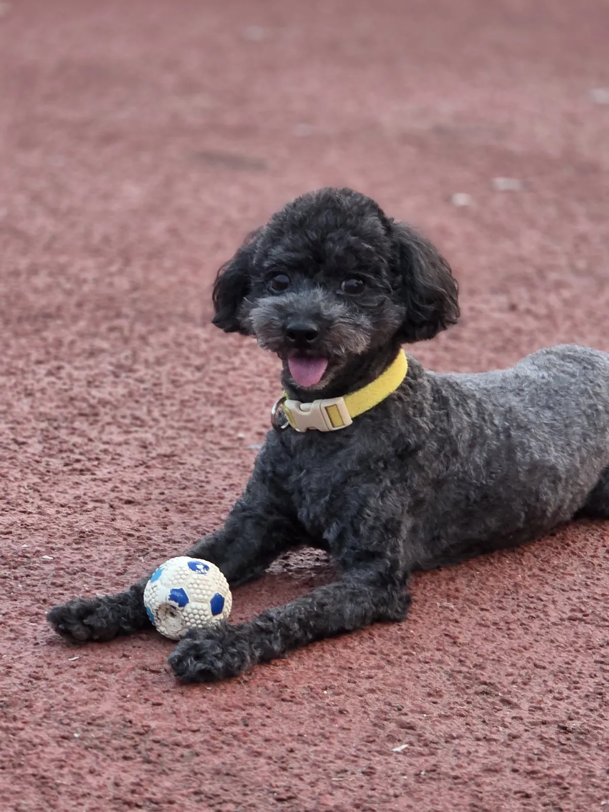 Somi, a black toy poodle wearing a yellow collar, lying down with a small football between her paws