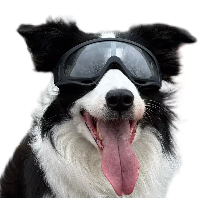 Border collie wearing protective dog goggles with a tinted lens
